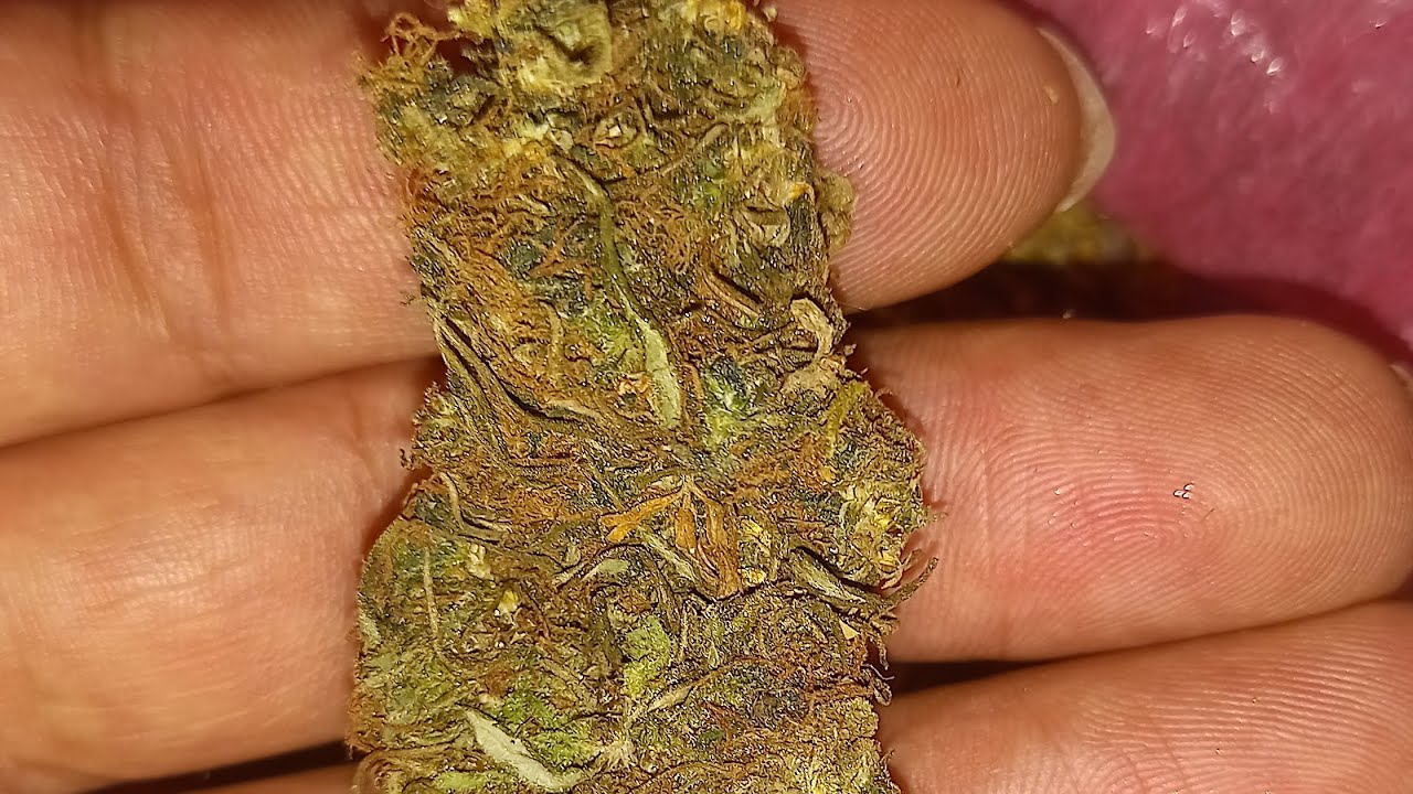 new strains sweet mango fruity flavour high thc weed at makwanpur #strains#hunter