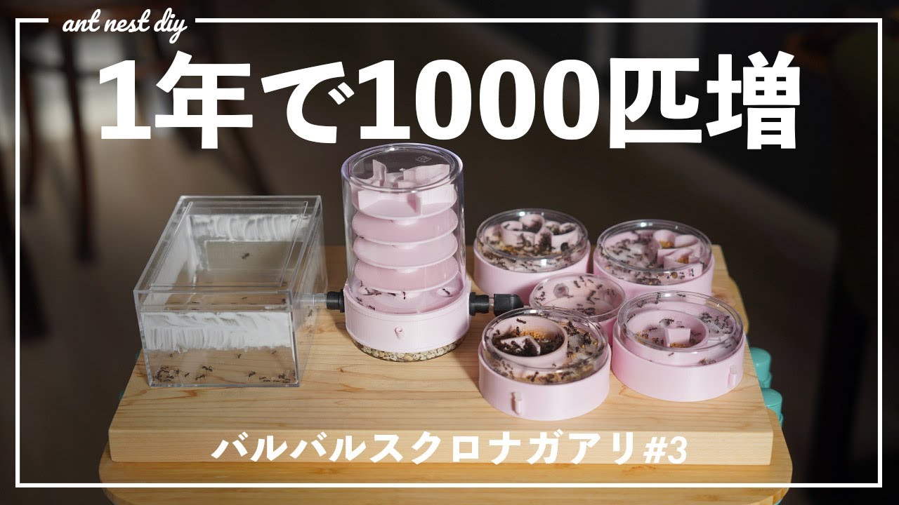 バルバルスクロナガアリに新しい巣を増築する