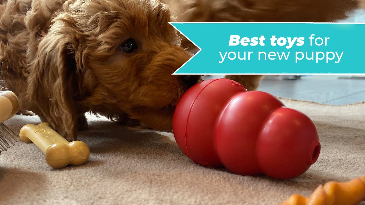 Best puppy toys for your puppy