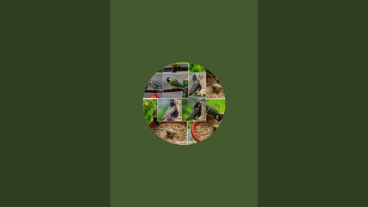 Bird Feeder Livestream.Enjoy 🐦🦜🥰