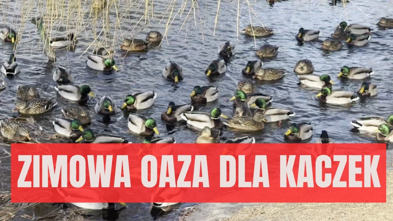 Zimowa oaza dla kaczek we Wolsztynie