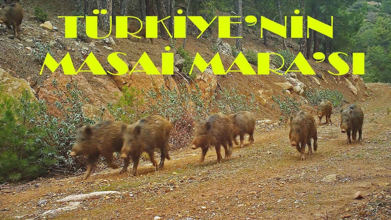 TÜRKİYE'NİN MASSAİ MARA'SI