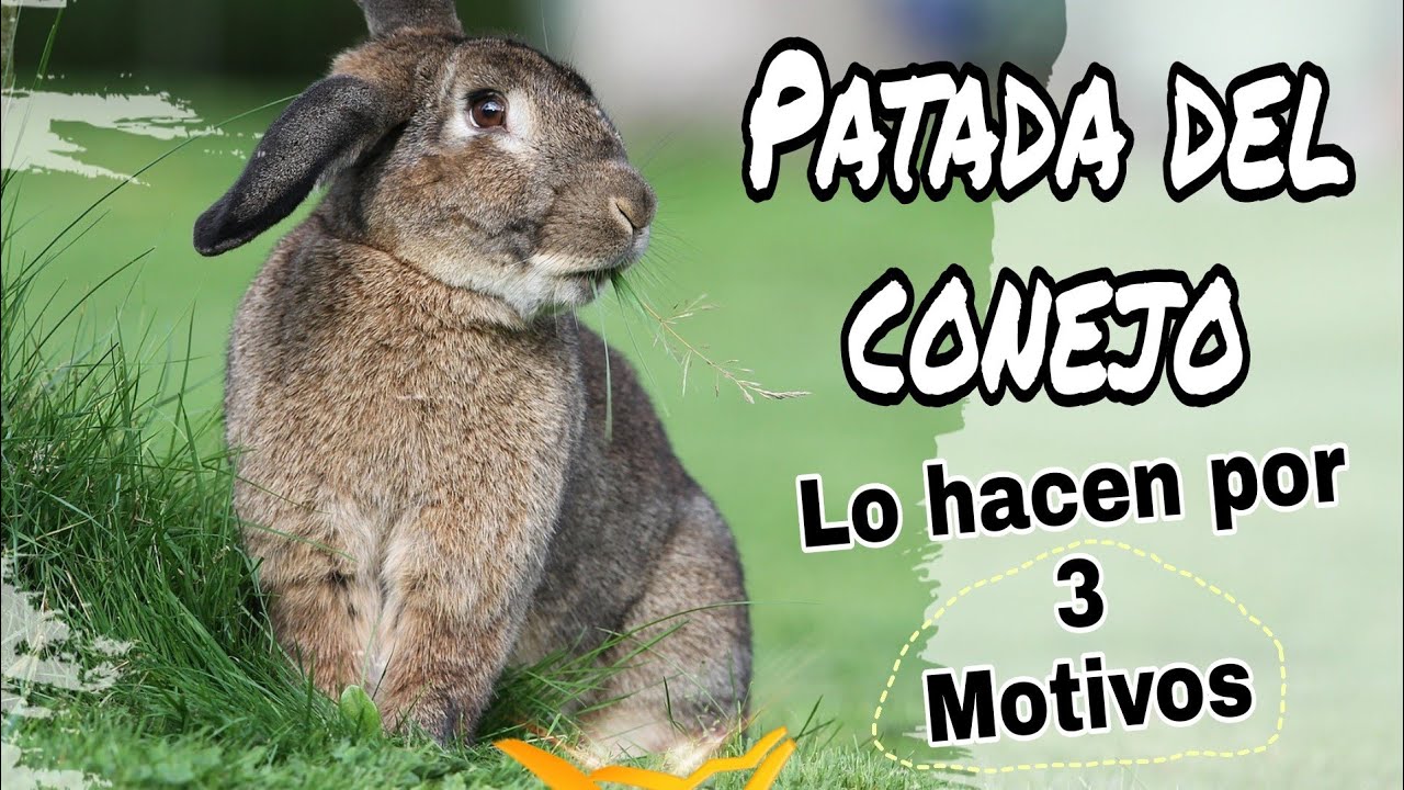 ¿Por qué mi conejo da patadas al suelo?