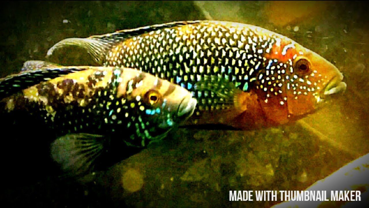 Jack Dempsey cichlid fish care tips. Tank mates, size, breeding, diet.