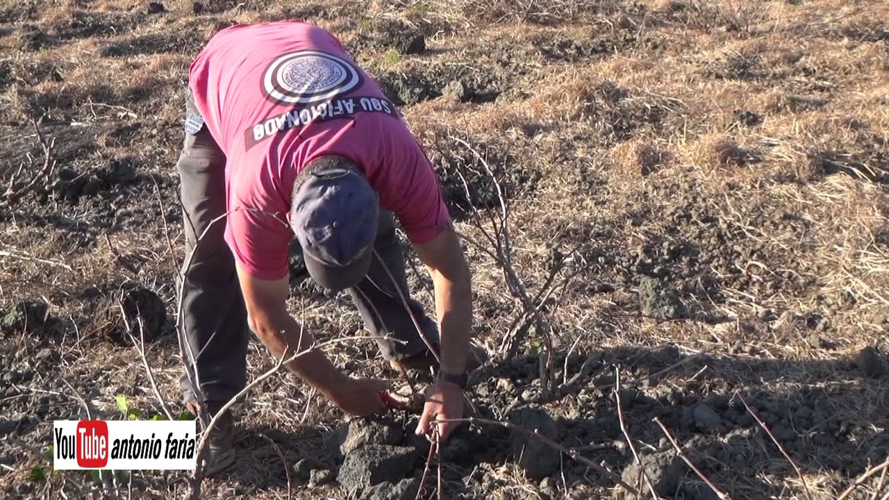 Podar vinha e Kiwi na Ilha do Pico, Março 2017