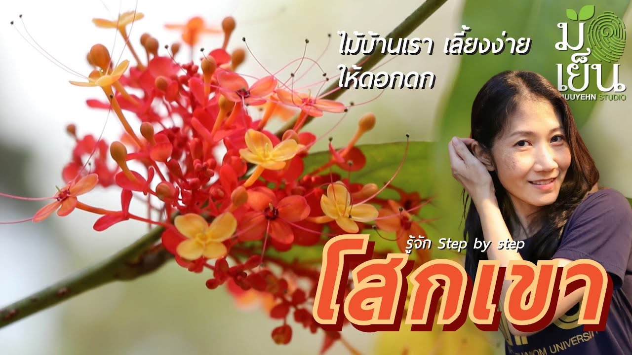 ไม้บ้านเรา เลี้ยงง่าย ให้ดอกดก