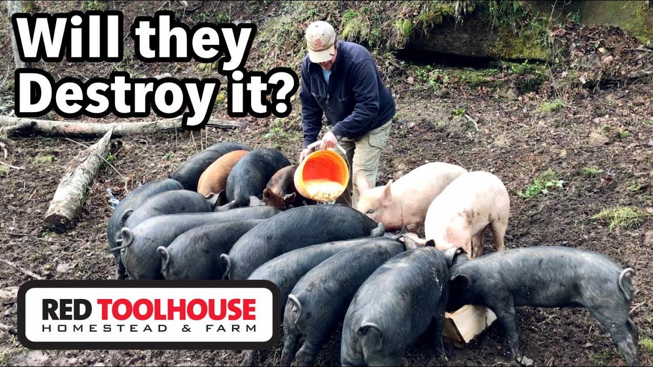 Testing the NEW MOBILE Pig Trough. Can it Withstand DESTRUCTIVE Pigs?