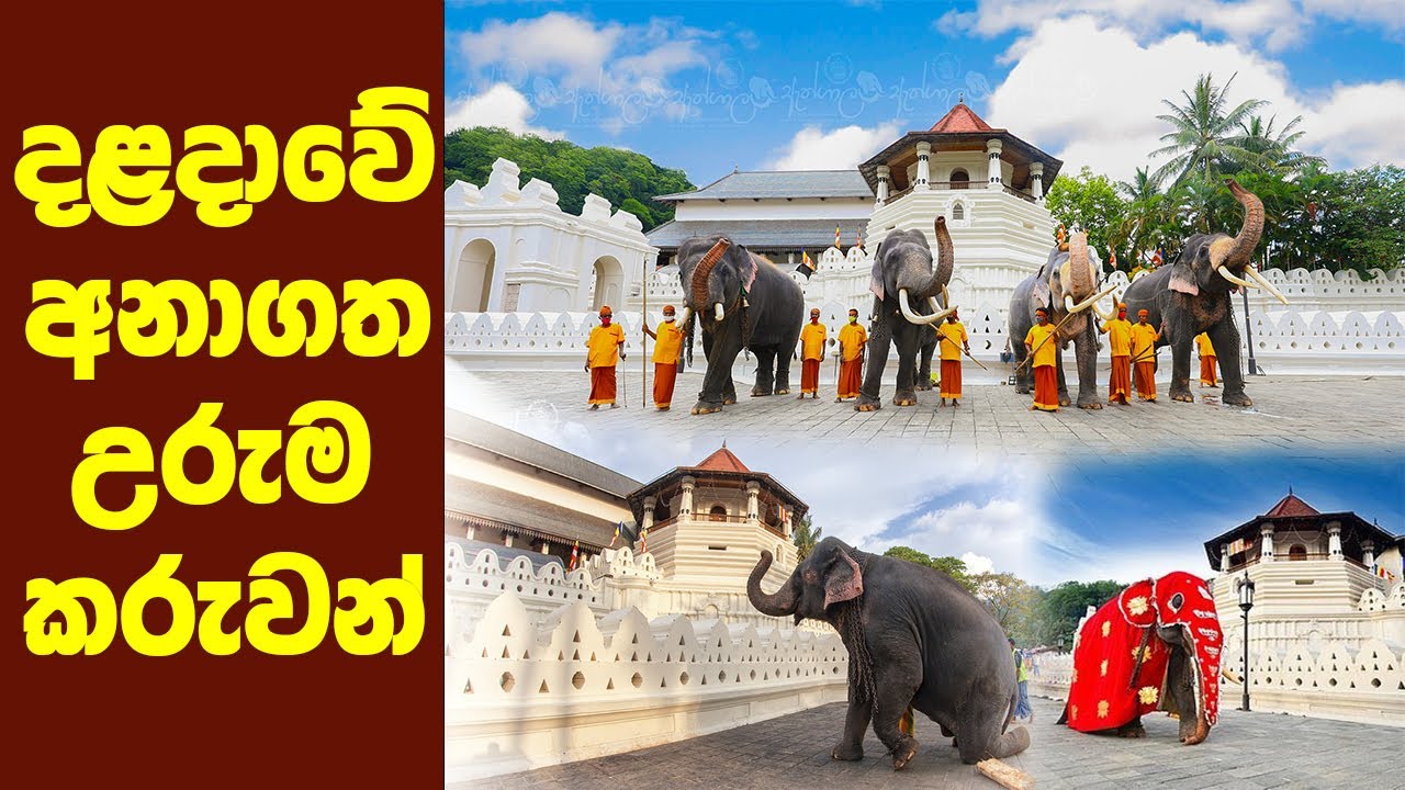 දළදාවේ ඊලග උරුමක්කරුවන් | Dalada Perahera Tuskers | Dalada Perahera 2022  Kandy Perahera  Neth Aruma