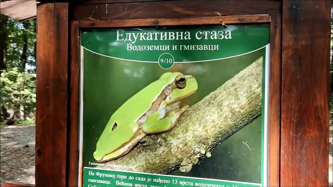 Fruška gora - šetnja trim stazom (4K)