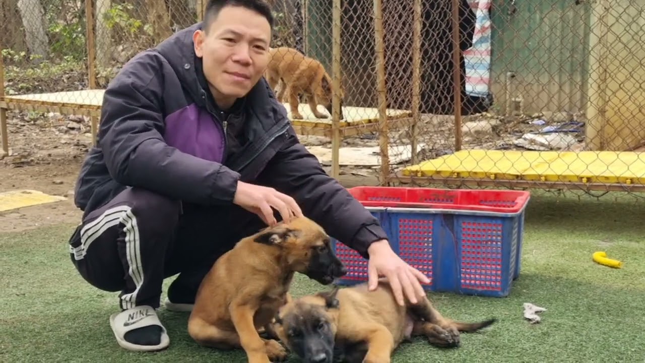 Tặng chó Becgie Bỉ nhưng vẫn bảo hành sức khỏe đầy đủ #pets #chobecgiebi #malinois #becgie 