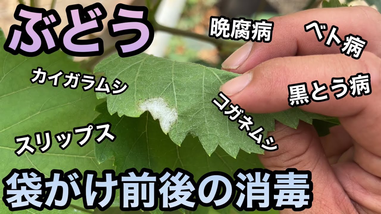 ぶどう袋がけ前後の消毒〜後悔しないためにできること〜2023-06-30