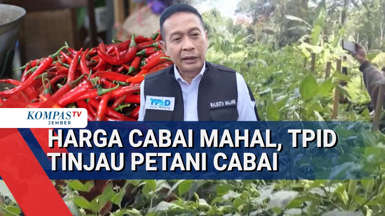 Harga Cabai Tembus Rp100 Ribu, TPID Malang Tinjau Langsung Petani