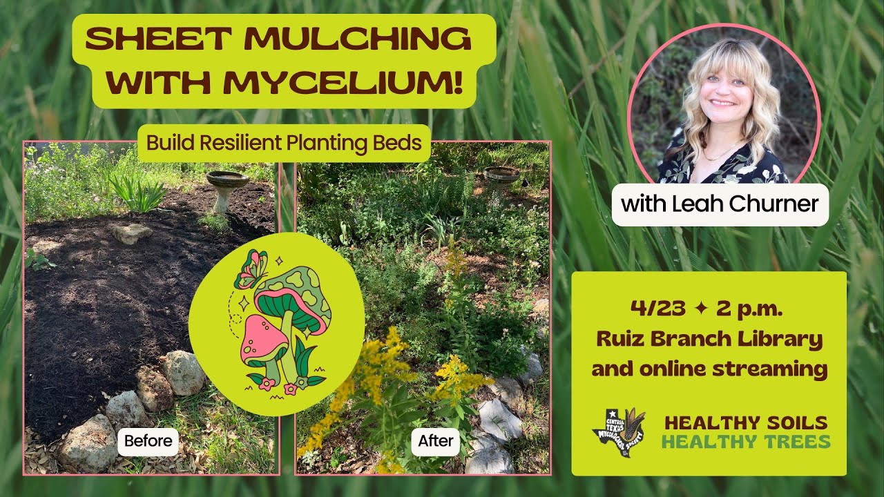 Sheet Mulching with Mycelium: Build Resilient Planting Beds!
