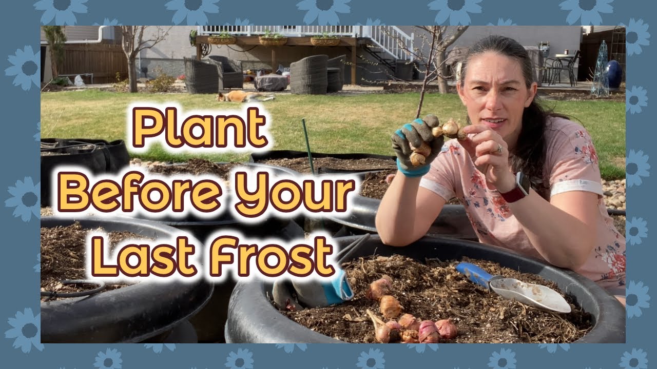 Planting Gladiolus and Quick Planter Tour