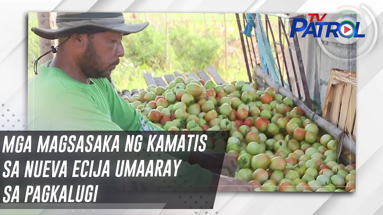 Mga magsasaka ng kamatis sa Nueva Ecija umaaray sa pagkalugi | TV Patrol