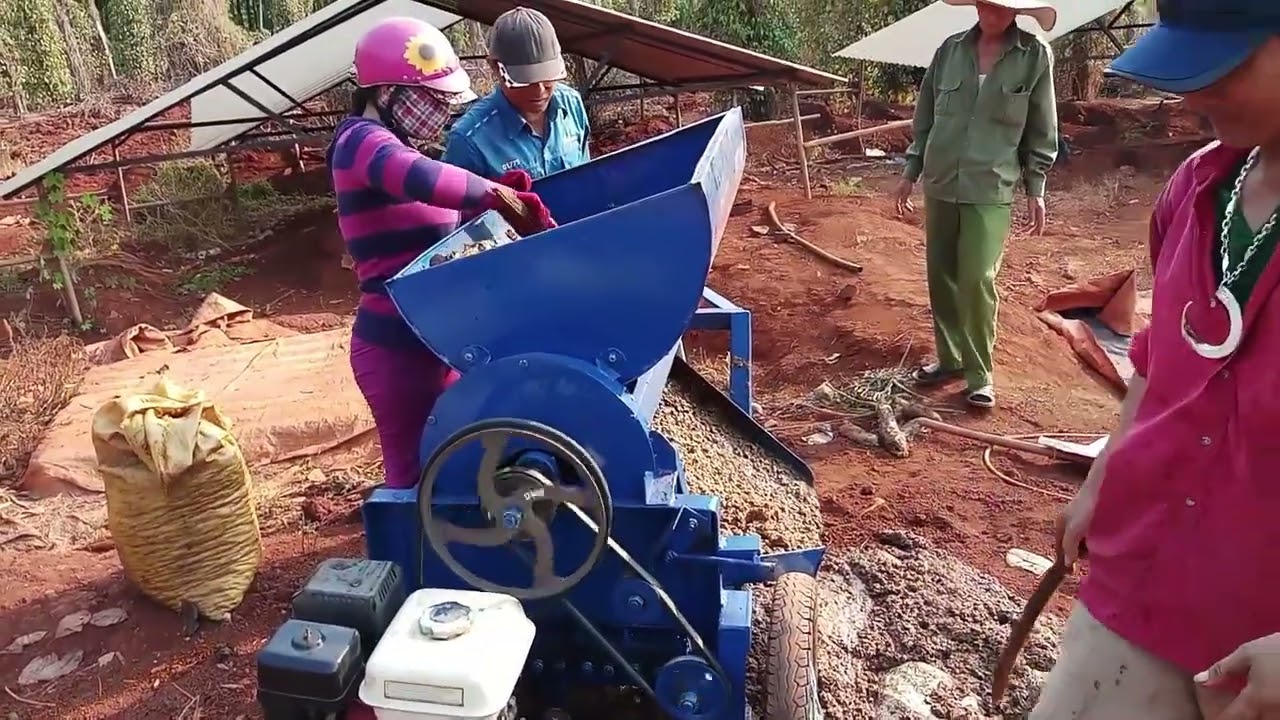 CASHEW FRUIT SEPARATOR MACHINE - VIETSUN | Whatsapp +84 977828788