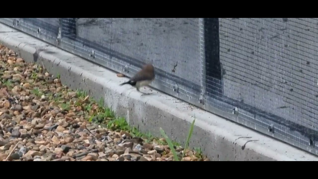 Double bar finch