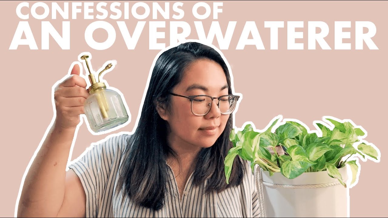 5 PRACTICAL TIPS TO STOP OVERWATERING YOUR PLANTS | Confessions of an Overwaterer