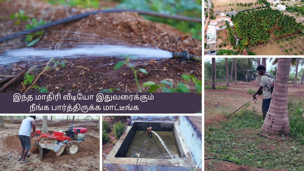 வெய்யில் காலத்தில் தென்னைக்கு எப்படி நீர் பாய்ச்சுவது/பாரம்பரிய  முறையே சிறந்தது 🌲🌲💧