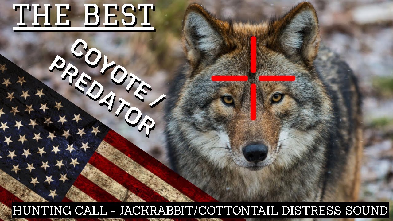 BEST COYOTE PREDATOR CALL! Distress Jackrabbit Cottontail Sound Hunting Shooting Free 1 Hour USA