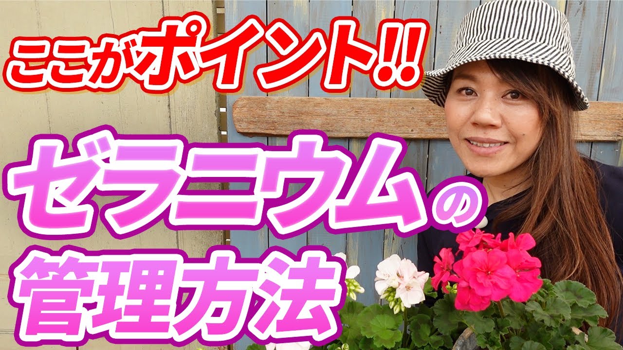 【完全攻略!!】ゼラニウムを長持ちさせる育て方を徹底解説！【初心者向け】【ガーデニング】【園芸チャンネル】