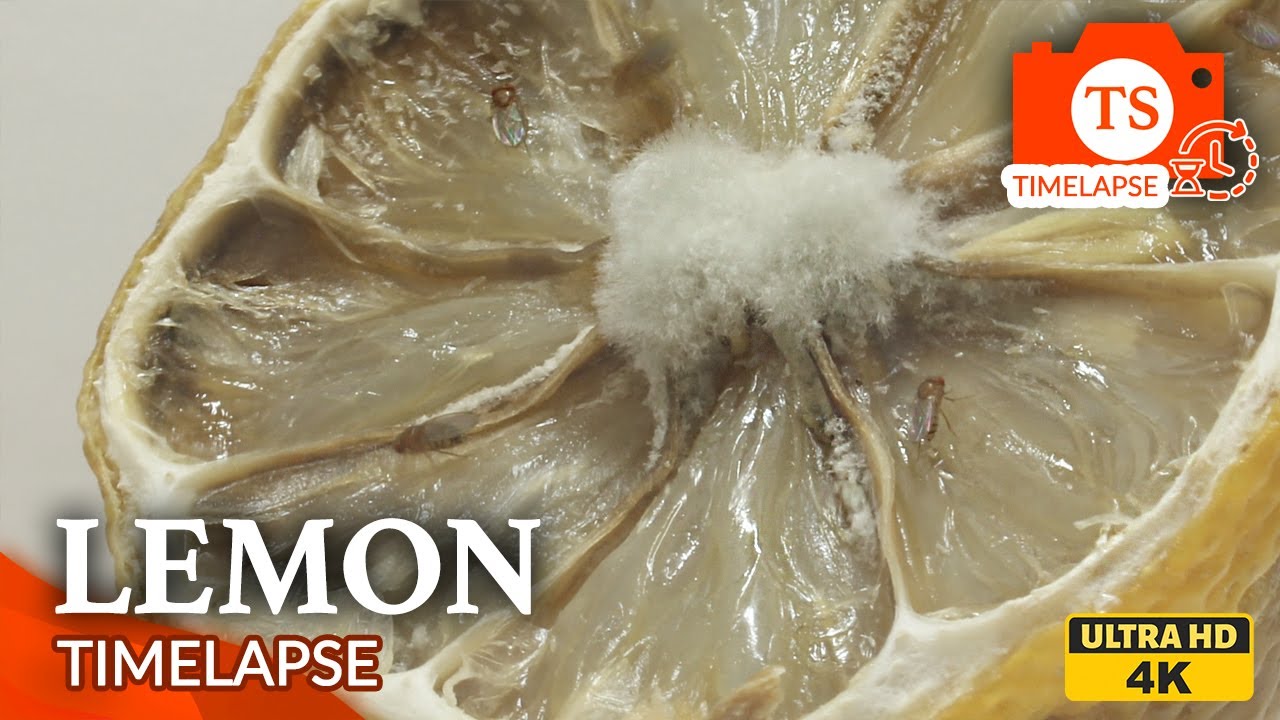 Rotting Lemon Time Lapse - 28 Days - Mold and Flies