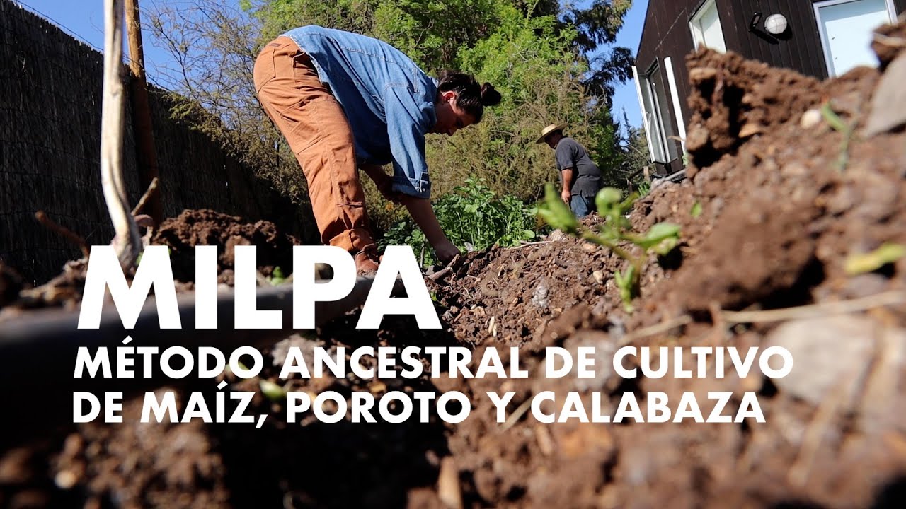 Comenzamos la Milpa! Asociación ancestral para cultivar el maiz, poroto y calabaza! #huertafamiliar