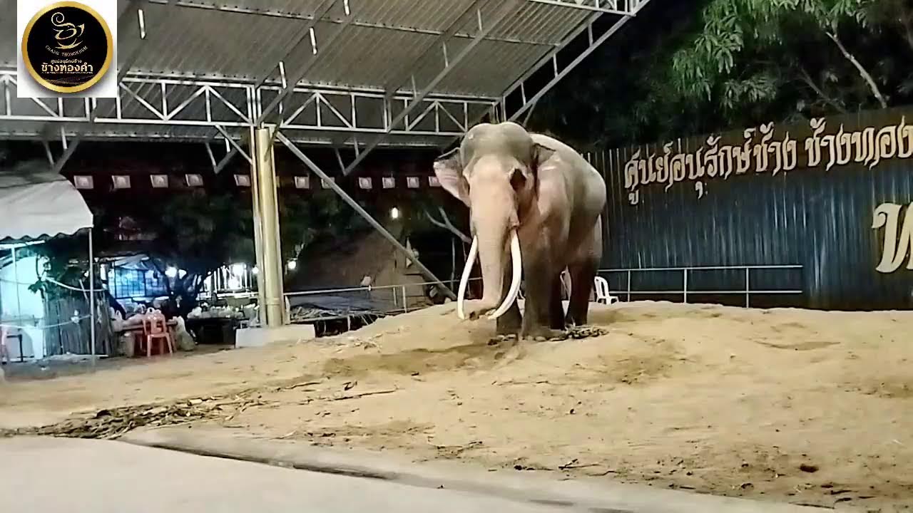 ❗พ่อพลายเอกชัย❗หลังจากเสร็จพิธี สมโภชโรงเรือน
