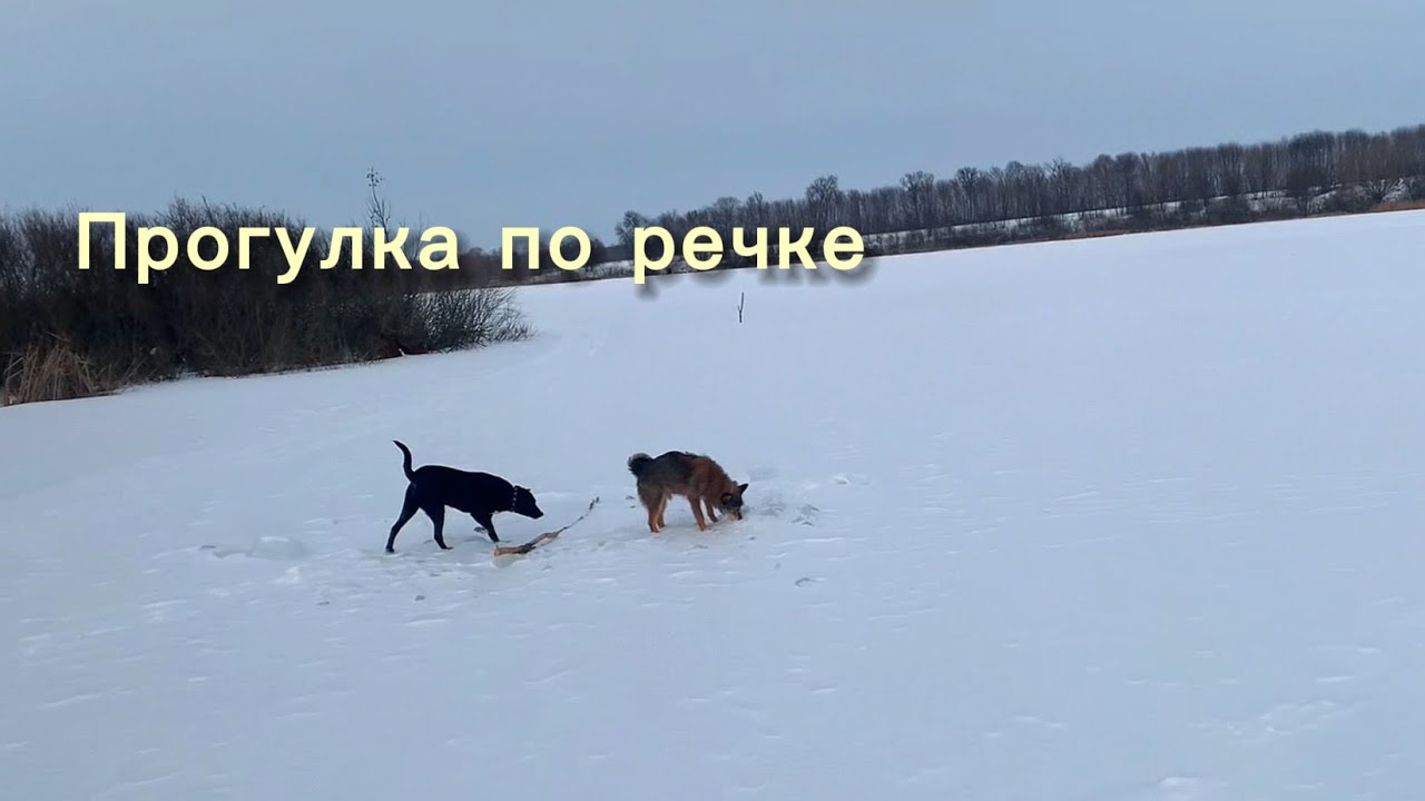 На собаках, на оленях, по следам бобров