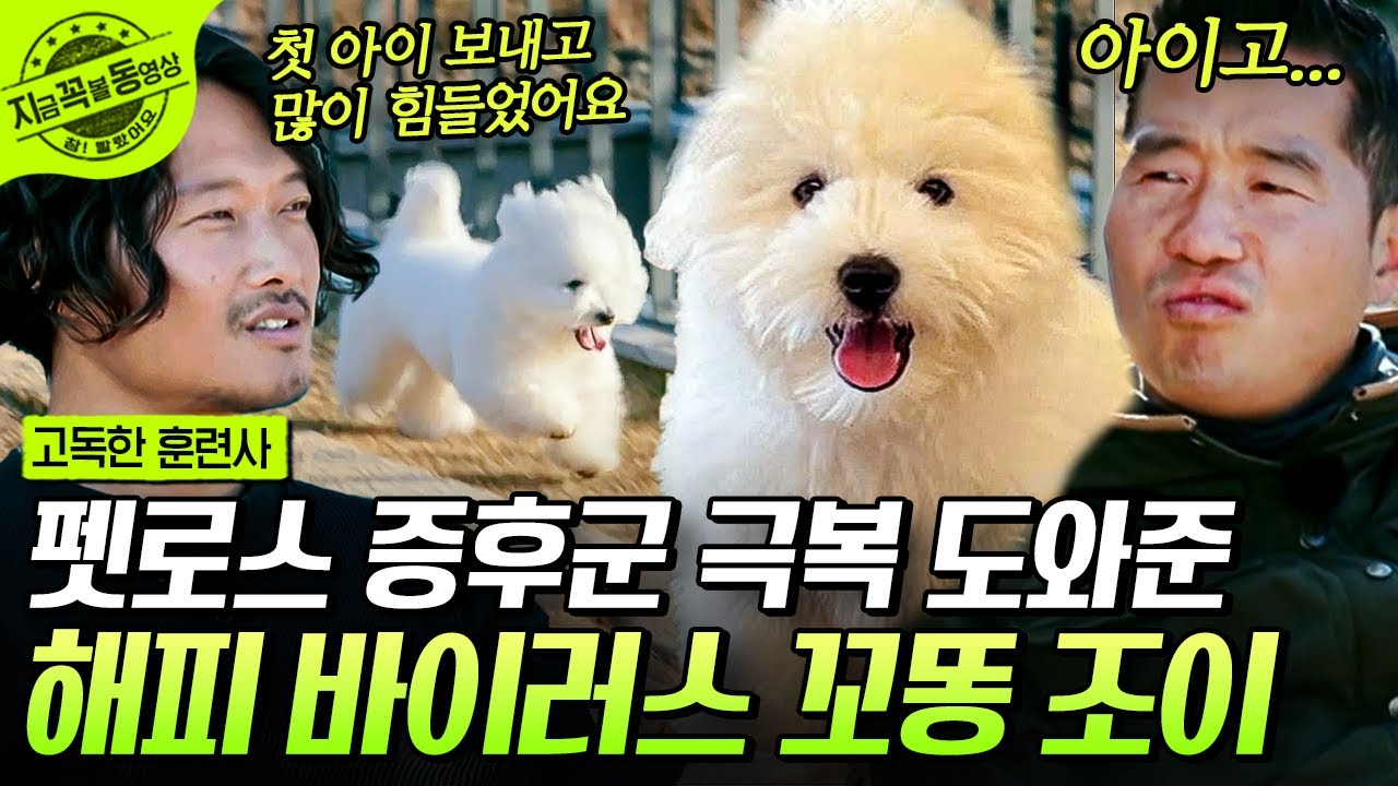 [#고독한훈련사] 펫로스 증후군을 이길 수 있게 도와준 똥꼬 발랄한 매력🌟 모든 게 항상 행복한 꼬똥 조이😆 | #지금꼭볼동영상