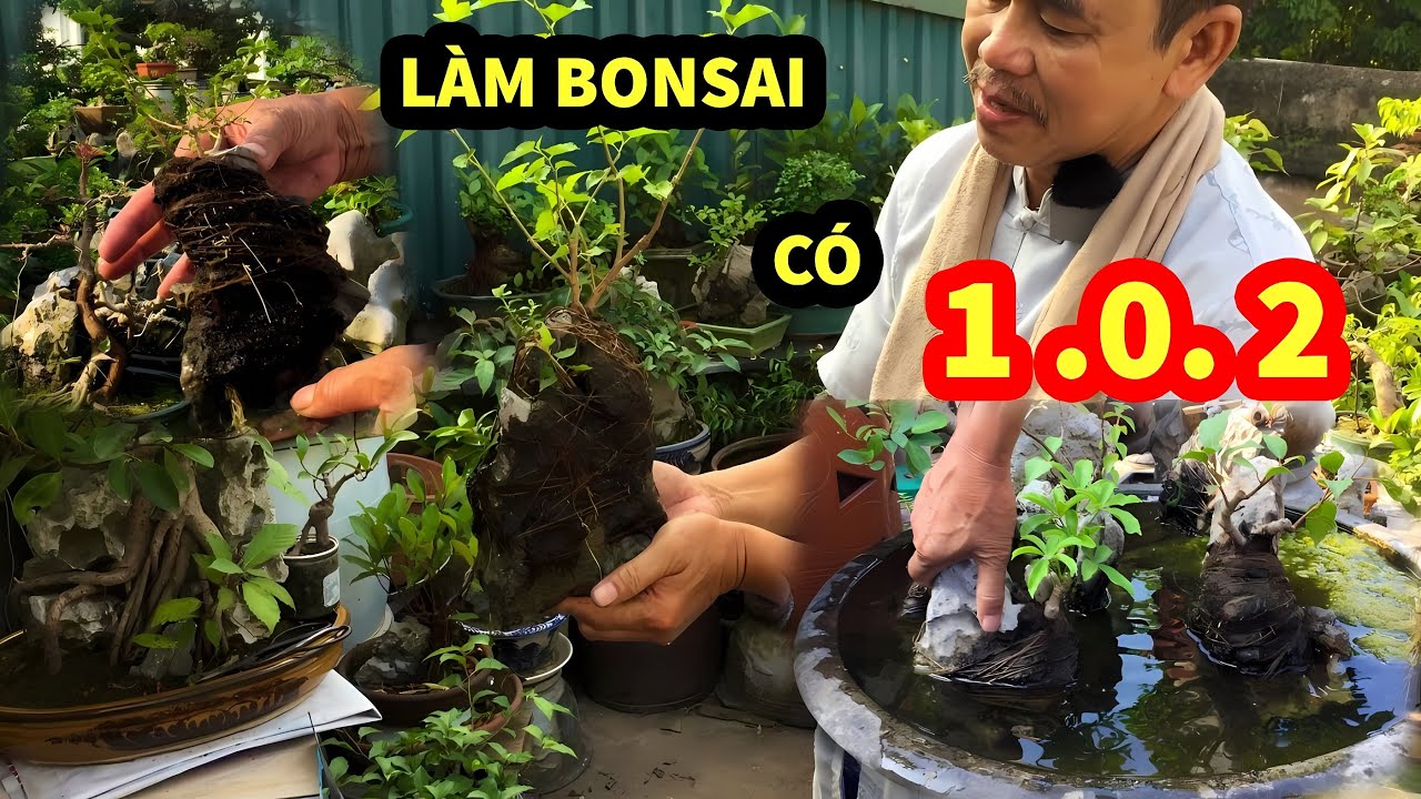 QUÁ KINH KHỦNG - MỘT CÁCH LÀM BÁ ĐẠO -Thắng Bonsai Lên Những Cây Làm Thả Nước  Ra Rễ Siêu Nhanh .