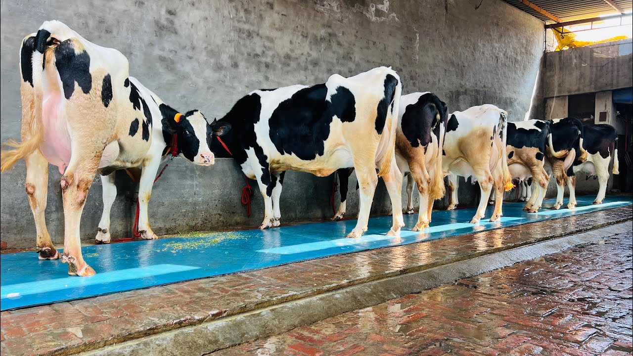 7 Top class cow for sale-7 ਖੂਬਸੂਰਤ ਵਹਿੜਾ ਵਿਕਾਉ #brardairyfarmmoga 