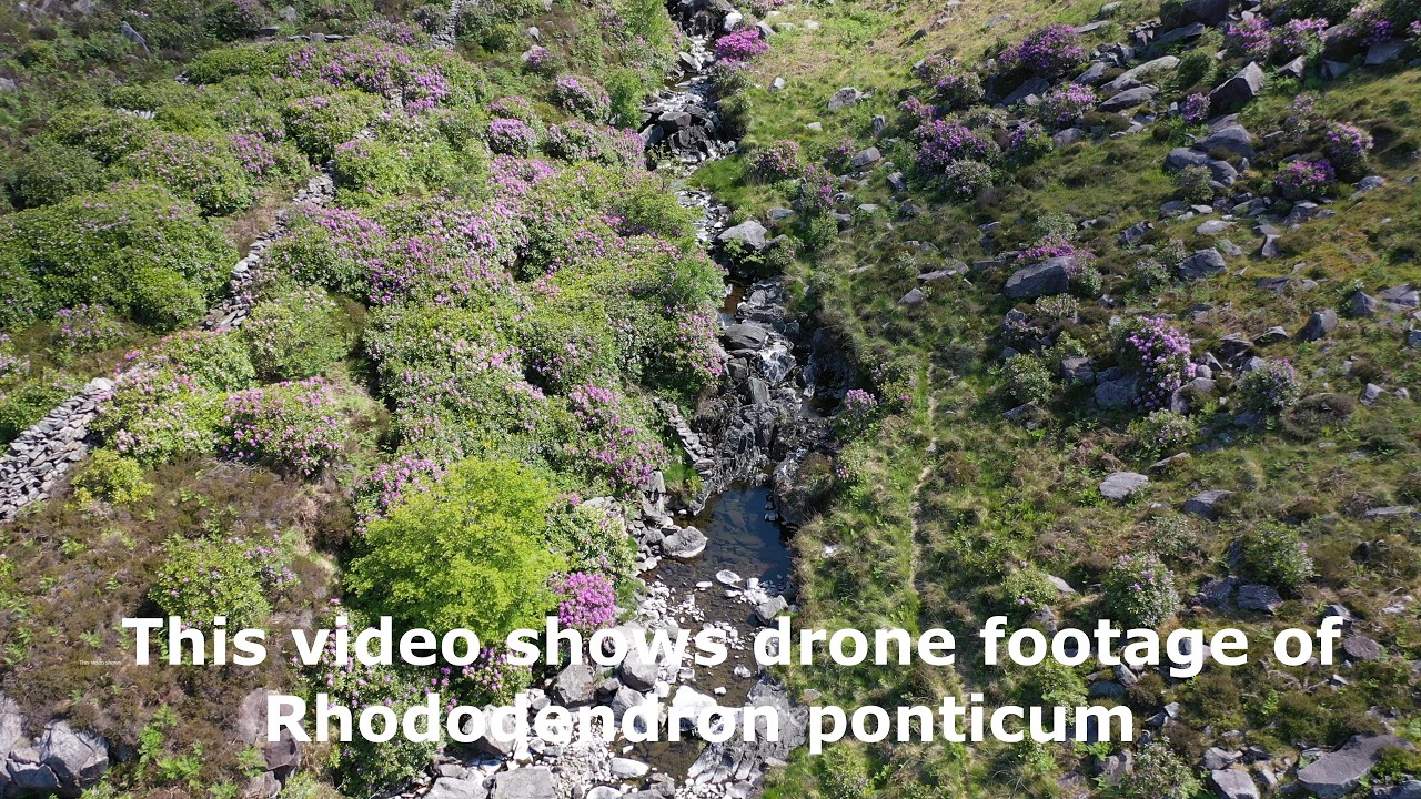 Rhododendron ponticum drone footage, Eryri National Park. English