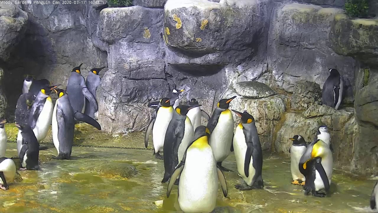 Penguin Cam Live at Moody Gardens | Powered by Ozolio Live Stream