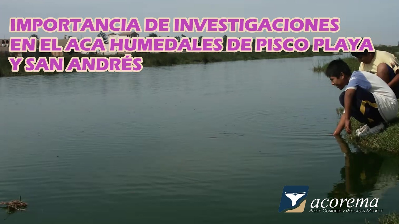 Importancia de Investigaciones en el ACA Humedales de Pisco Playa y San Andrés. 2026
