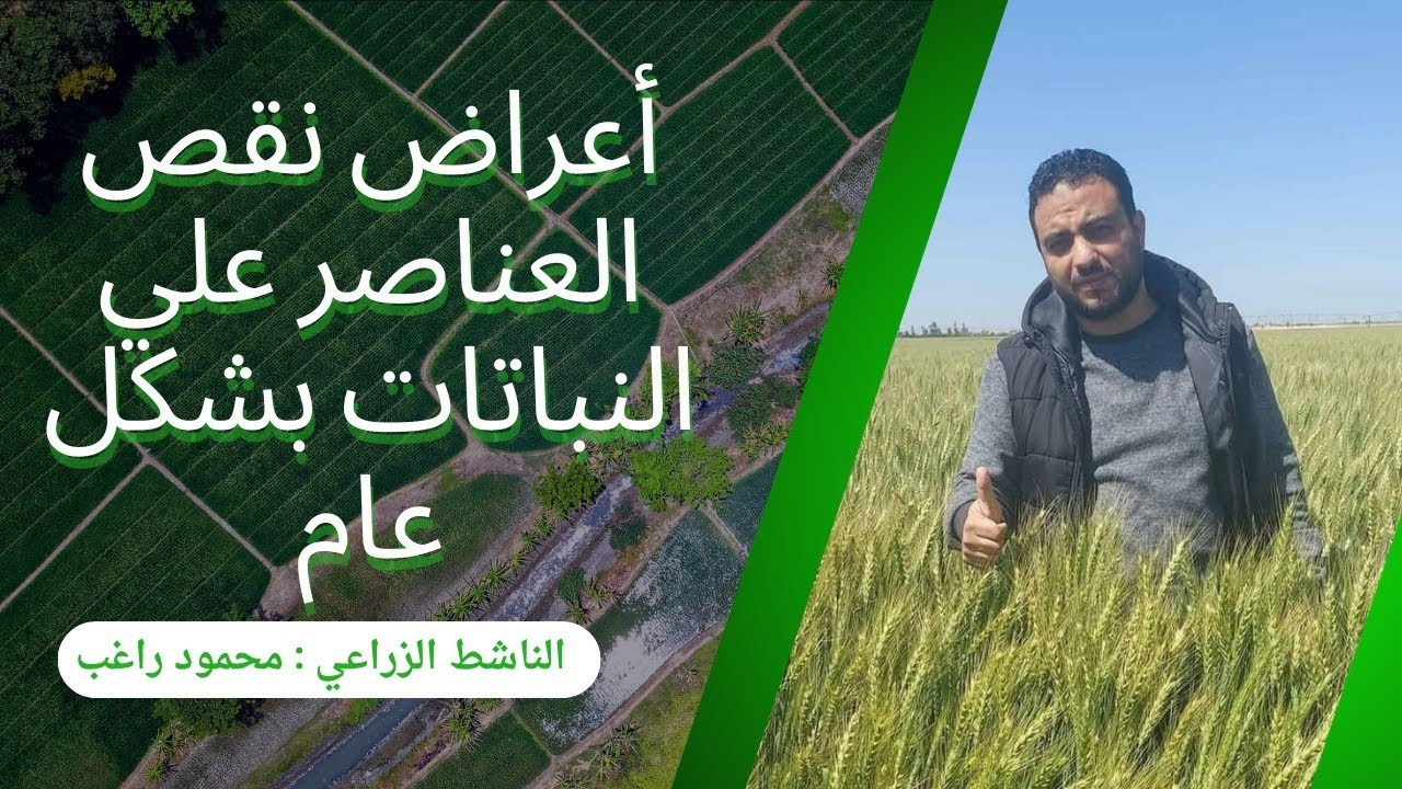 تشخيص اعراض نقص العناصر| الناشط الزراعي محمود راغب