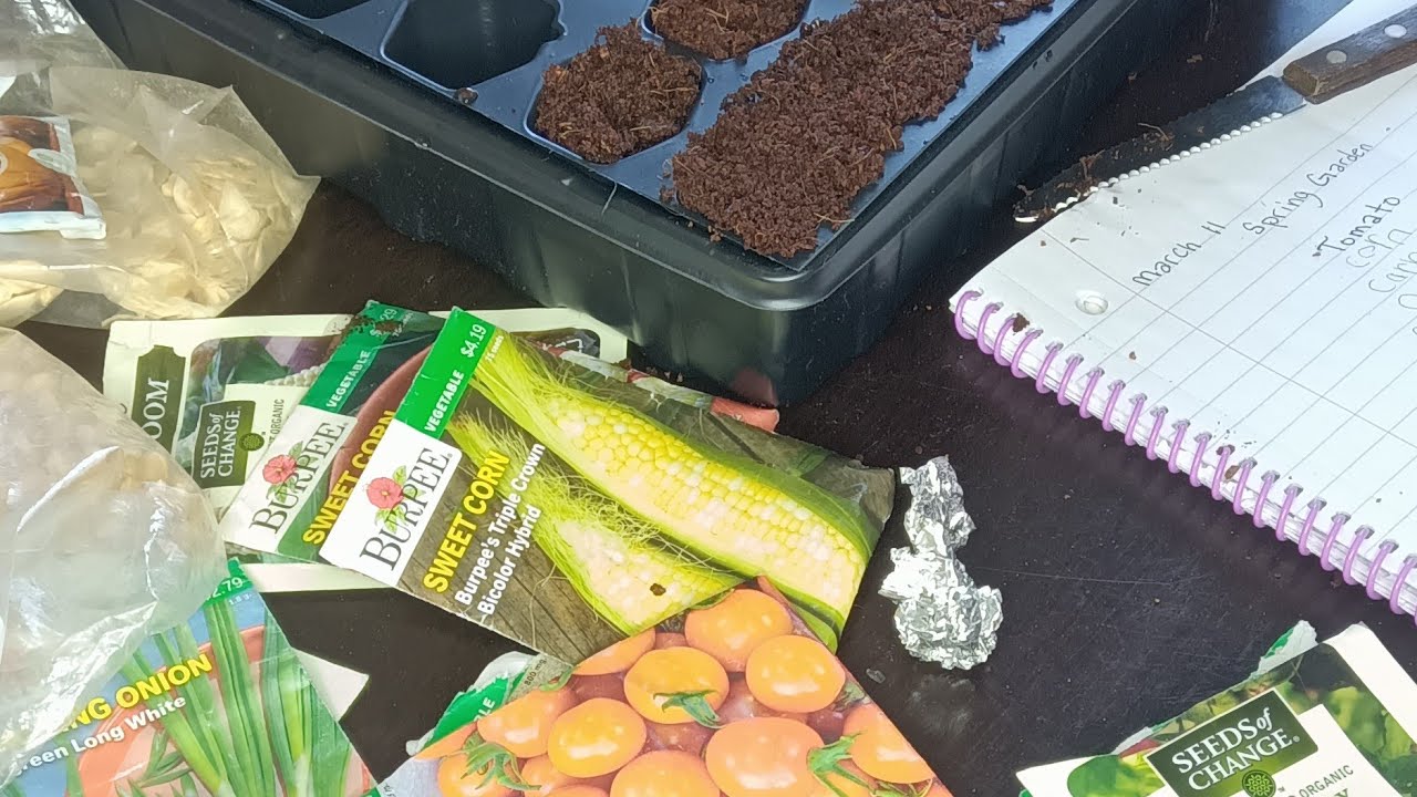 Dad And Daughter Start AMAZING Spring Garden With Tomato Corn Okra And Peas Seeds In Coco Coir Soil?