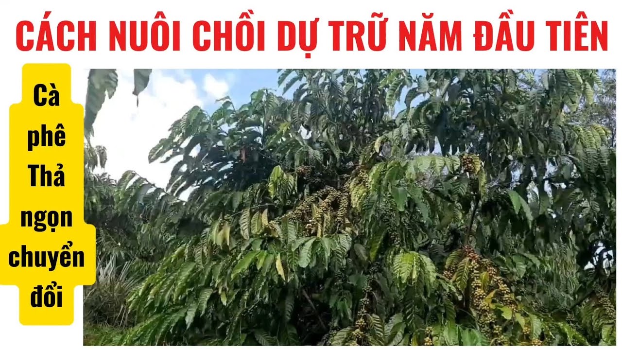 Cách nuôi chồi dự trữ Cà phê thả ngọn chuyển đổi năm đầu #giacaphehomnay #caphethangon #giatieu