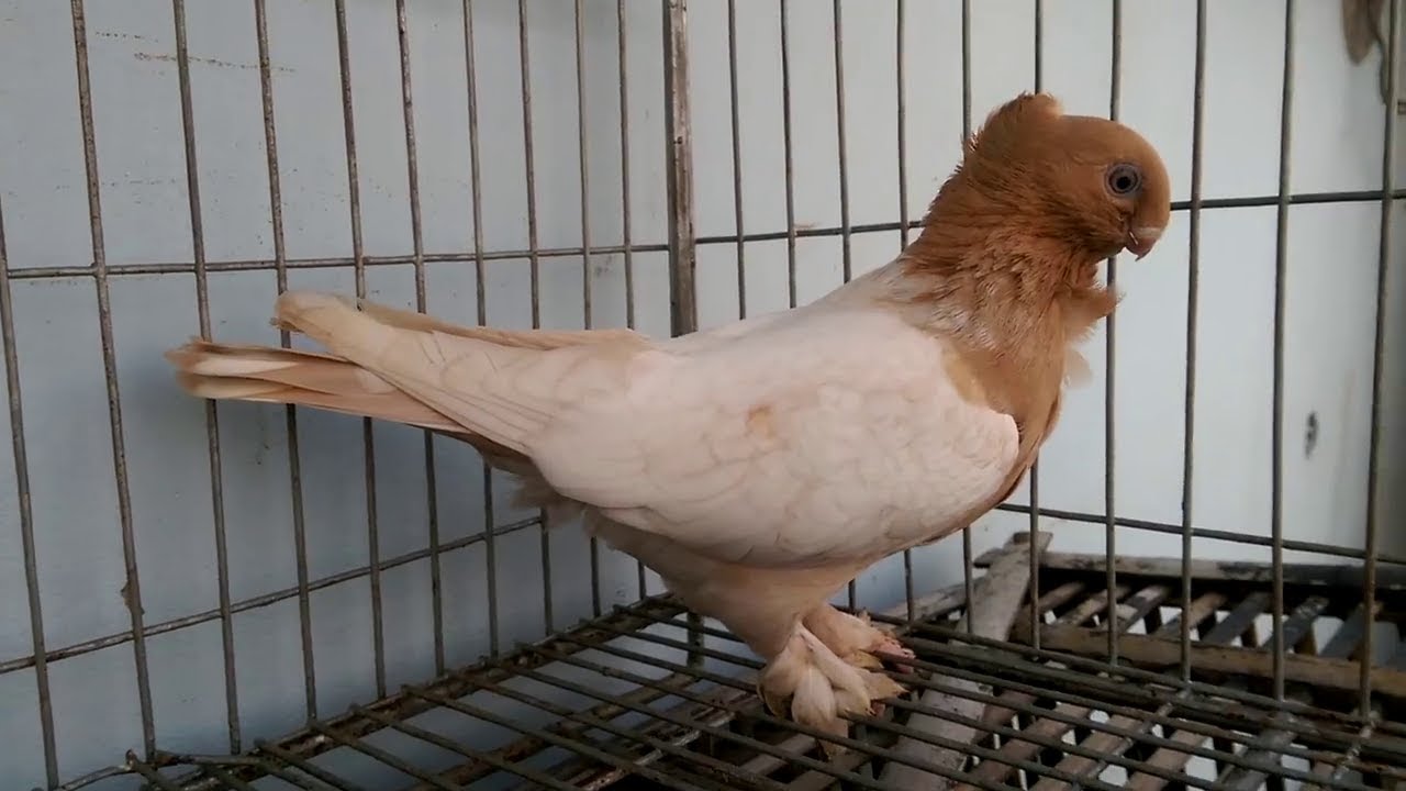 Yellow Blondinette Pigeon | Fancy Pet