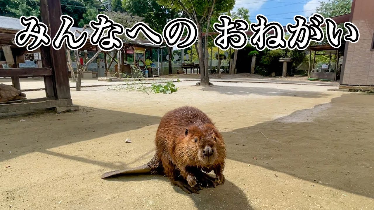 ママなりたてビーバーの動物園ルーティンと、だいじなおねがい【クラウドファンディング】