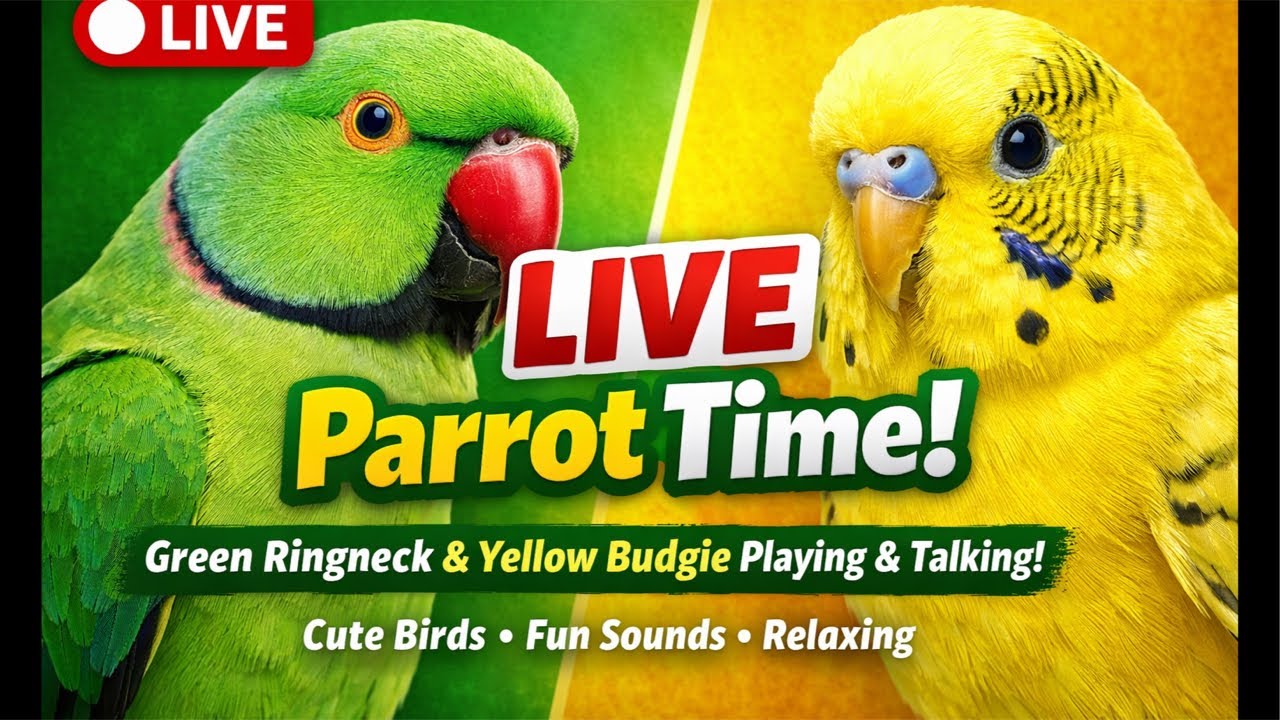 Beautiful Green Ringneck Parrot and adorable Yellow Budgie