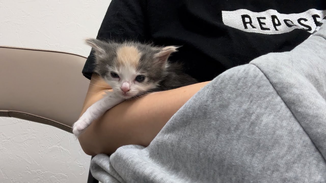 病院でひとしきり暴れた子猫がこちらです