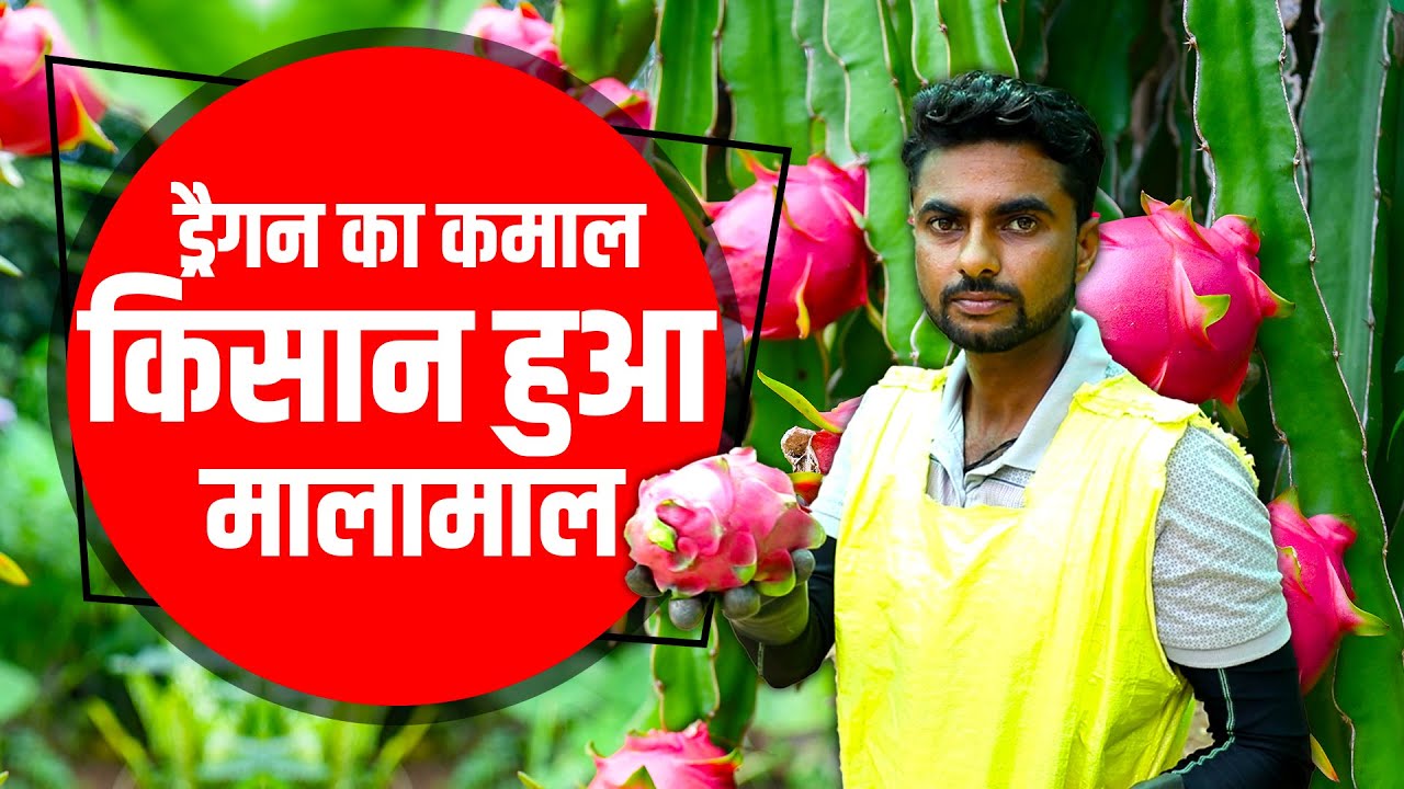 विदेश की नौकरी छोड़ शुरू की ड्रैगन फ्रूट की खेती, कमा रहे लाखों का मुनाफा | Dragon Fruit | Kisan Tak