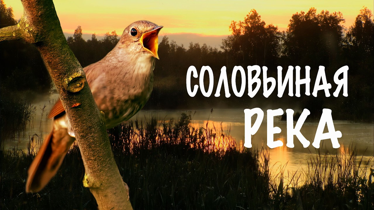 Соловьиная река. Фильм. 4К | Film Studio Aves