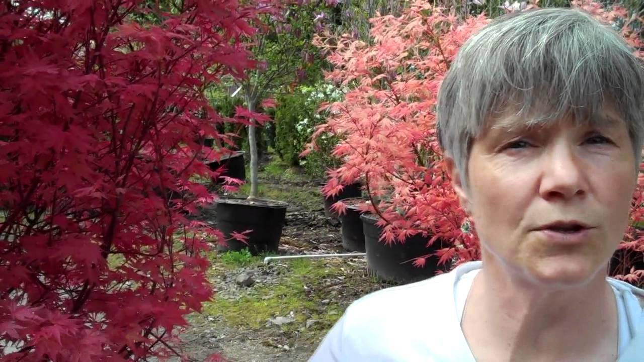 Japanese Maples at Northwest Nurseries