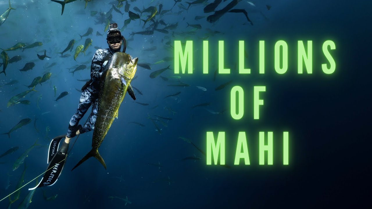 Baja Baitballs | Unreal Footage | Spearfishing Mahi, Marlin & Wahoo