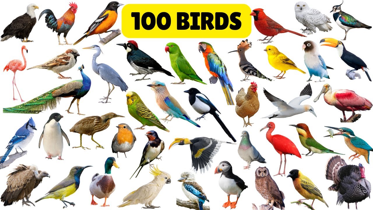 Birds Name | Learn 100 Birds Name with Images  Birds Vocabulary for Kids #birdsnamesinenglish #birds