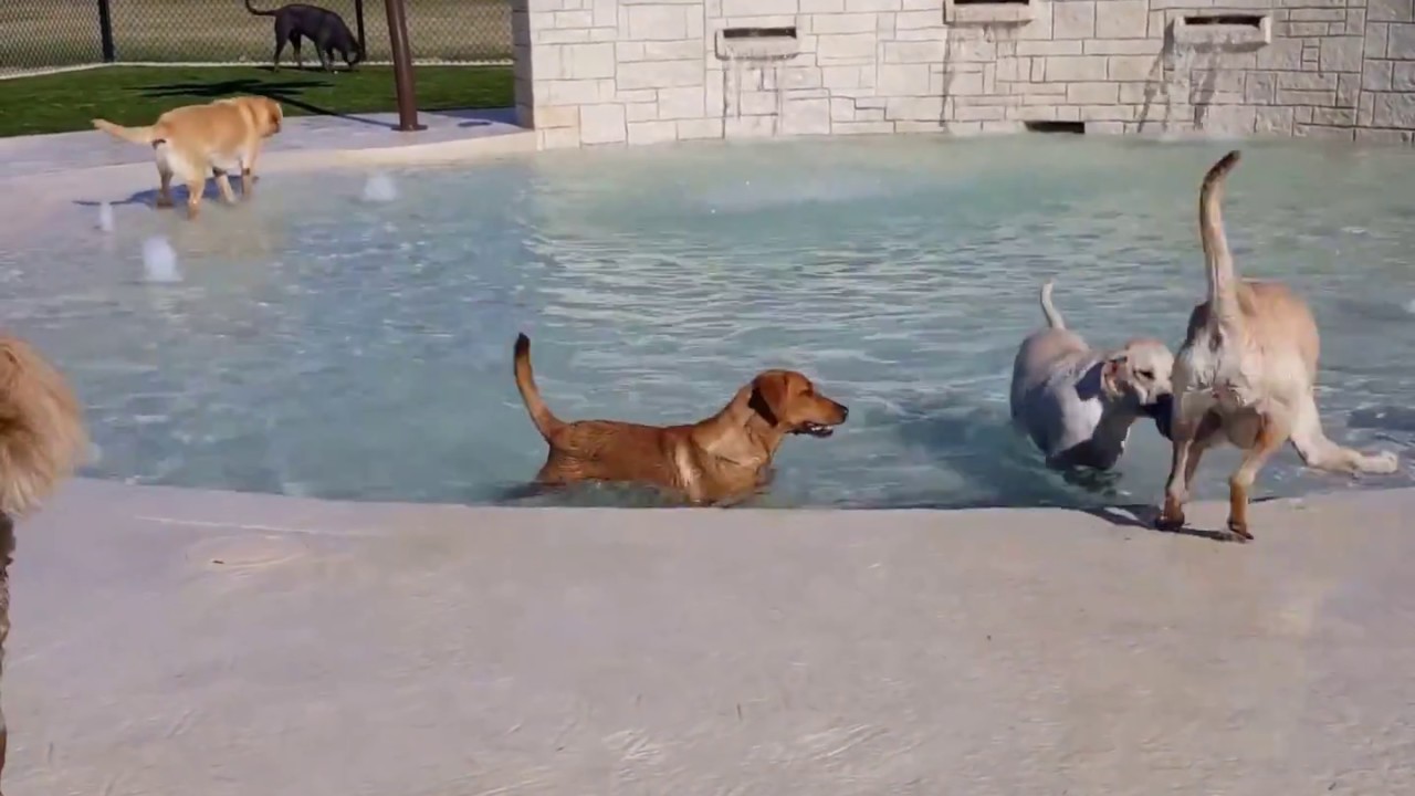 Rover Oaks Pet Resort Unveils New Water Park for Dogs!