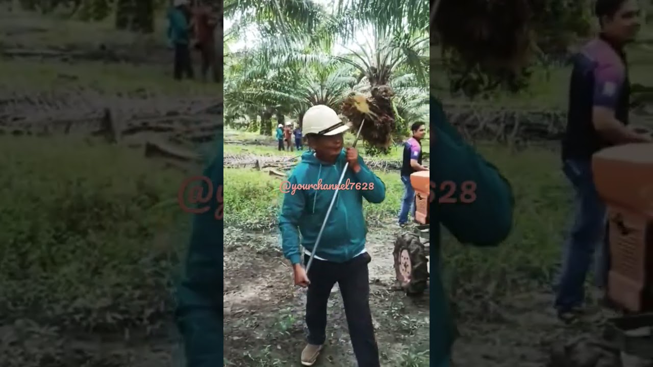 #felda #fgv #ioi #klk