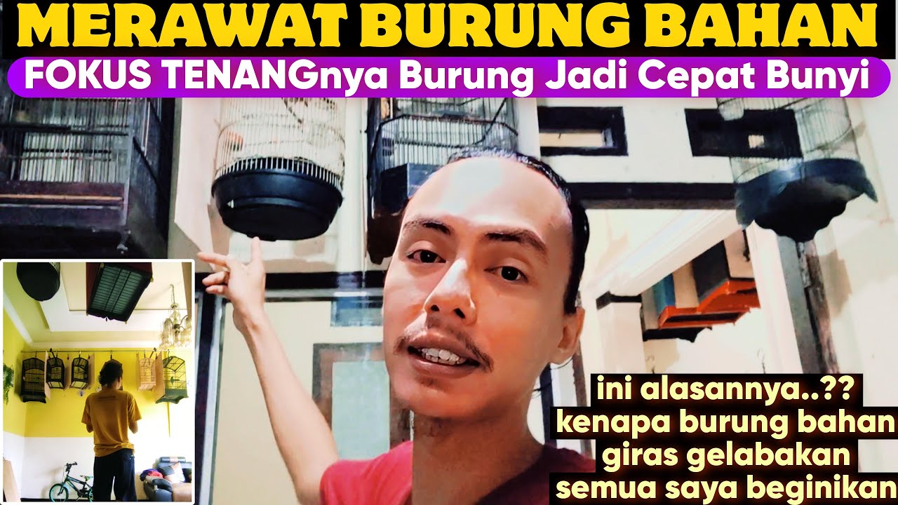 MERAWAT BURUNG BAHAN JENIS APAPUN TERASA CEPAT BUNYI JIKA FOKUSNYA BEGINI
